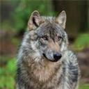 森林狼生存模拟器