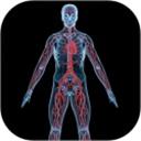 人体解剖3D模型